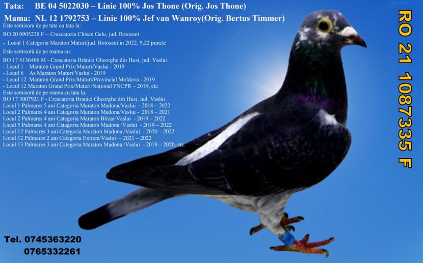 RO 21 1087335 F REZERVATA GHINEA AUREL PRAHOVA Pret 300 Lei + transportul - ARHIVA