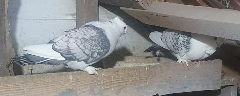  - misirlii satineti si blueti