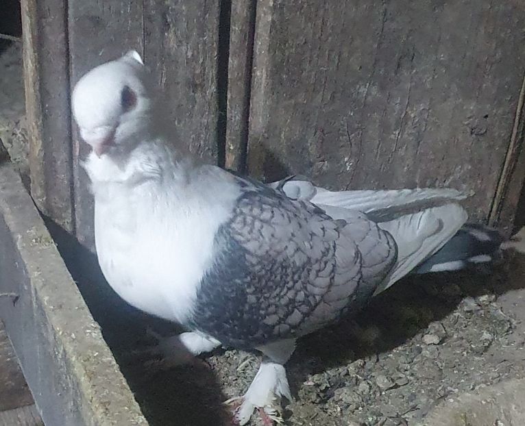  - misirlii satineti si blueti