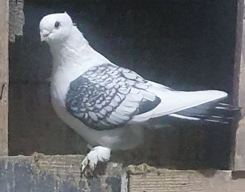  - misirlii satineti si blueti