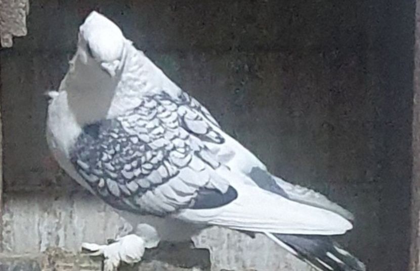  - misirlii satineti si blueti