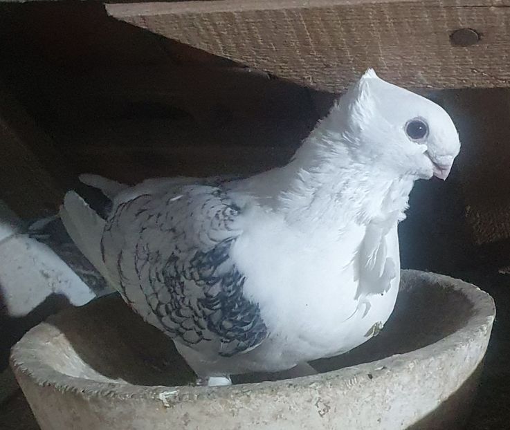  - misirlii satineti si blueti