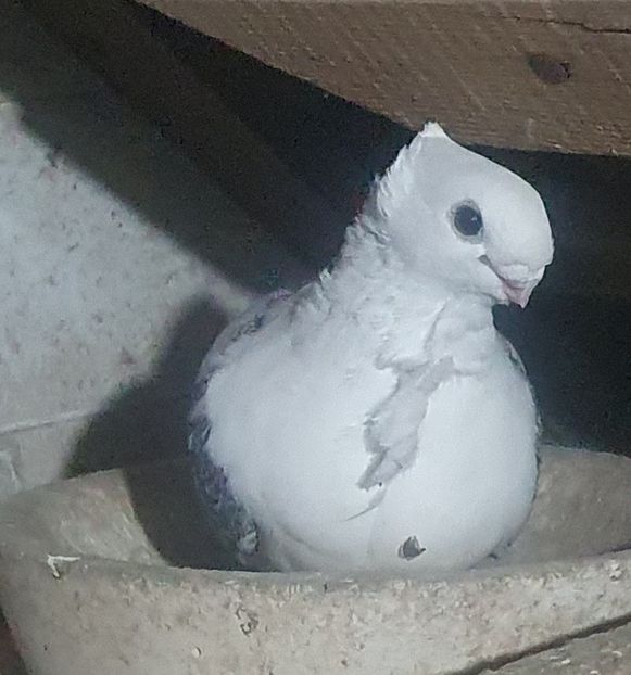  - misirlii satineti si blueti