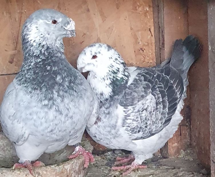  - Perechi pentru 2025