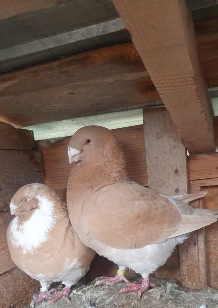  - Perechi pentru 2025