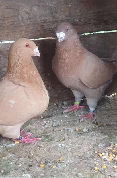  - Perechi pentru 2025