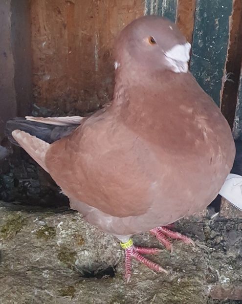  - Perechi pentru 2025