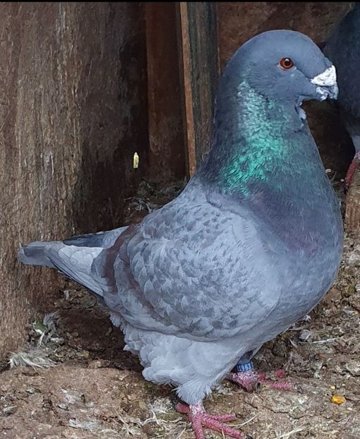 Screenshot_20250225_102718_Gallery - Perechi pentru 2025