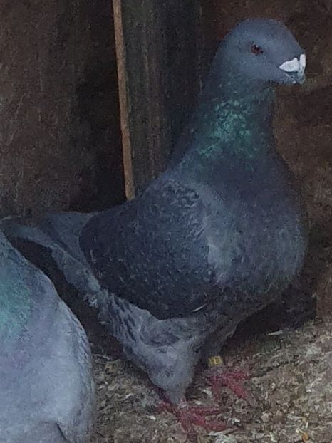 Screenshot_20250225_102708_Gallery - Perechi pentru 2025