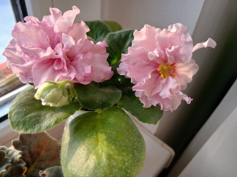  - LF Kremovyy Desert