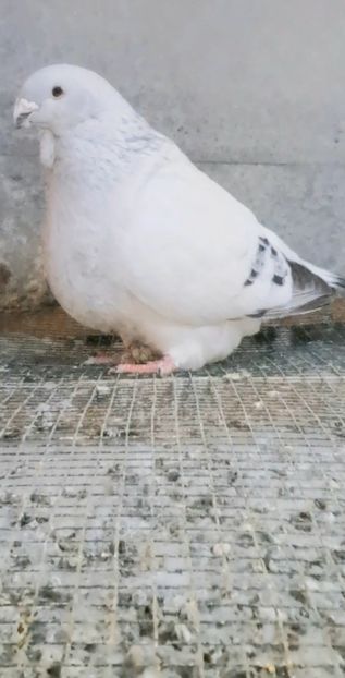 Screenshot_20250224_185725_Gallery - VOIAJOR ROMANESC DE FRUMUSETE MASCULI