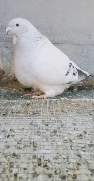 Screenshot_20250224_185601_Gallery - VOIAJOR ROMANESC DE FRUMUSETE MASCULI