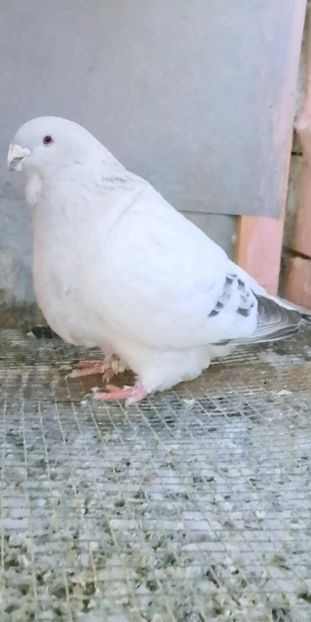 Screenshot_20250224_184617_Gallery - VOIAJOR ROMANESC DE FRUMUSETE MASCULI