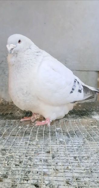  - VOIAJOR ROMANESC DE FRUMUSETE MASCULI