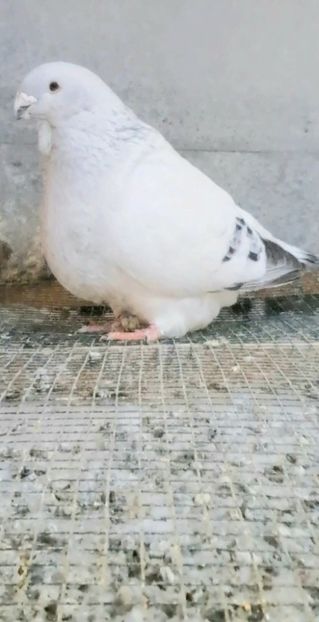  - VOIAJOR ROMANESC DE FRUMUSETE MASCULI