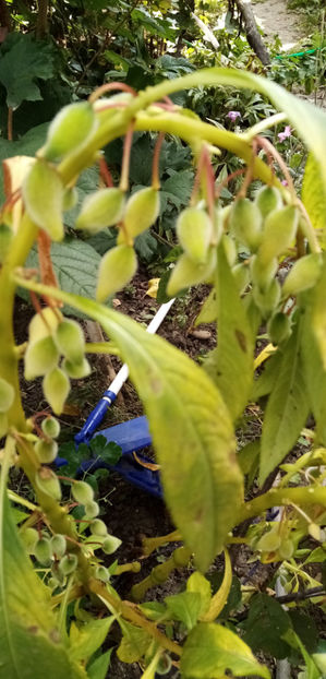  - -BALSAMINE - IMPATIENS BALSAMINA