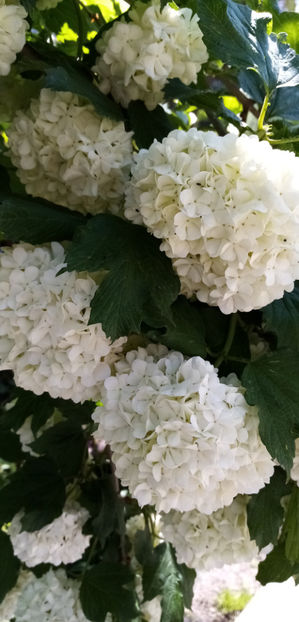  - -CALIN - BULGARI DE ZAPADA - VIBURNUM OPULUS