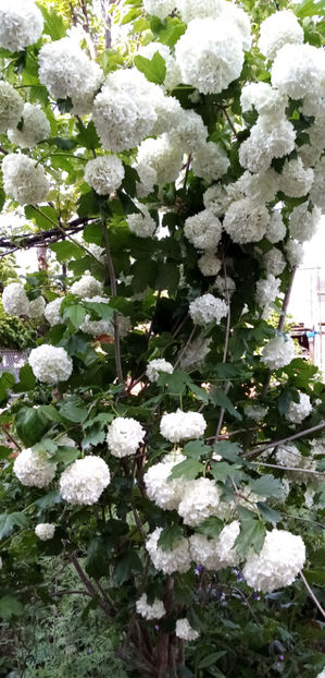  - -CALIN - BULGARI DE ZAPADA - VIBURNUM OPULUS