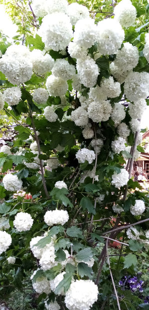  - -CALIN - BULGARI DE ZAPADA - VIBURNUM OPULUS