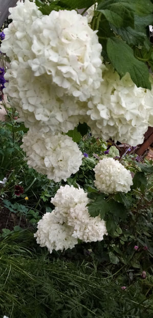  - -CALIN - BULGARI DE ZAPADA - VIBURNUM OPULUS