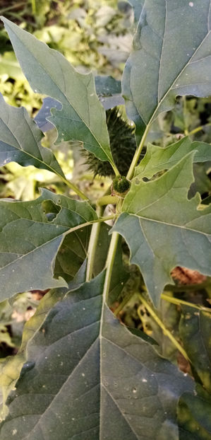  - -DATURA - CIUMAFAE