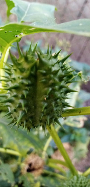  - -DATURA - CIUMAFAE