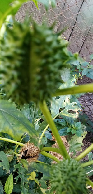  - -DATURA - CIUMAFAE