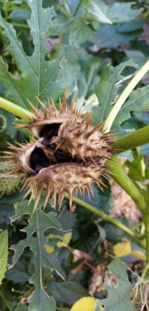  - -DATURA - CIUMAFAE