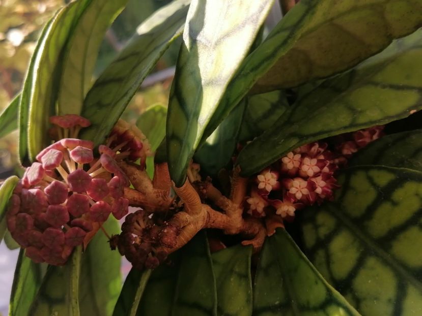  - Hoya Callistophylla-Kalinmatan