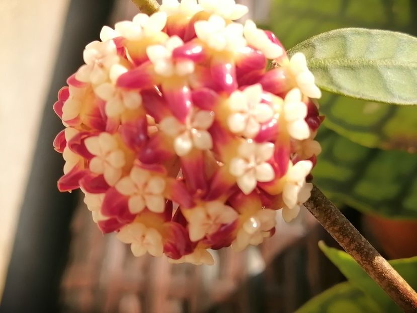  - Hoya Callistophylla-Kalinmatan