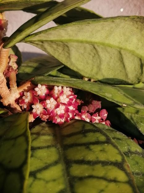  - Hoya Callistophylla-Kalinmatan