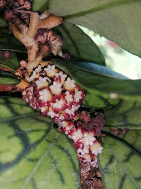  - Hoya Callistophylla-Kalinmatan