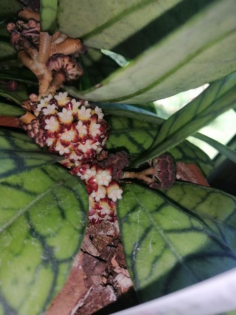  - Hoya Callistophylla-Kalinmatan