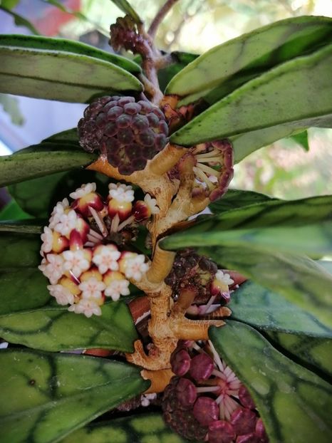 - Hoya Callistophylla-Kalinmatan