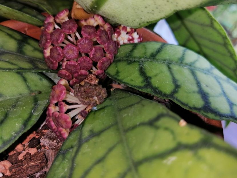  - Hoya Callistophylla-Kalinmatan