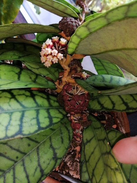  - Hoya Callistophylla-Kalinmatan