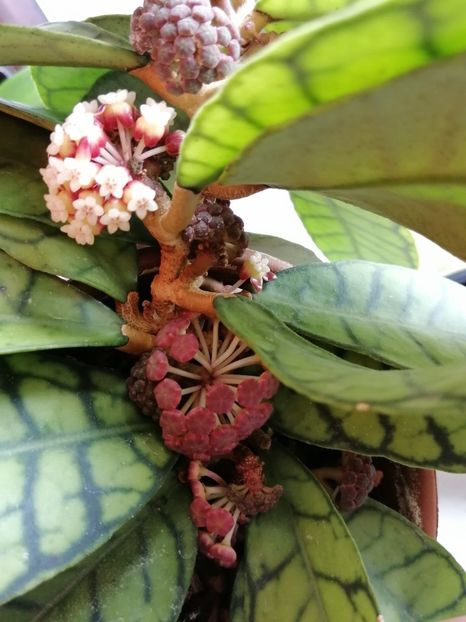  - Hoya Callistophylla-Kalinmatan