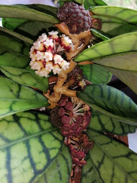  - Hoya Callistophylla-Kalinmatan
