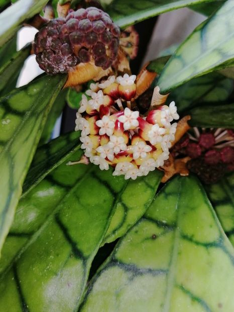  - Hoya Callistophylla-Kalinmatan