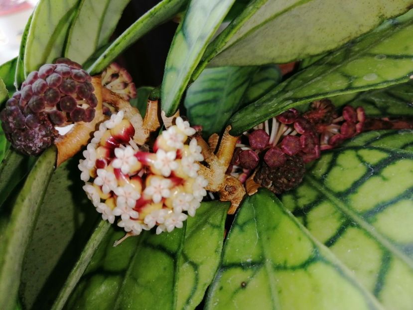  - Hoya Callistophylla-Kalinmatan