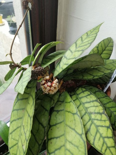  - Hoya Callistophylla-Kalinmatan