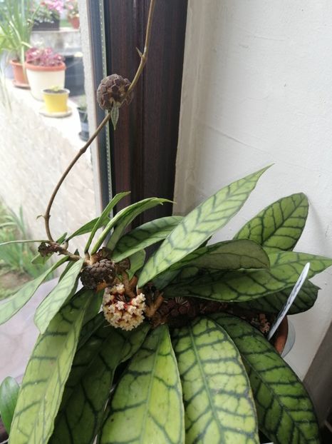  - Hoya Callistophylla-Kalinmatan