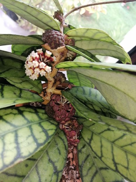 - Hoya Callistophylla-Kalinmatan