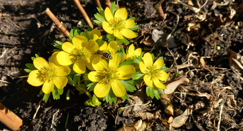  - 2024 - 04 - 2025 - 00 - Iarna