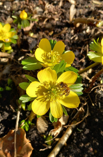  - 2024 - 04 - 2025 - 00 - Iarna