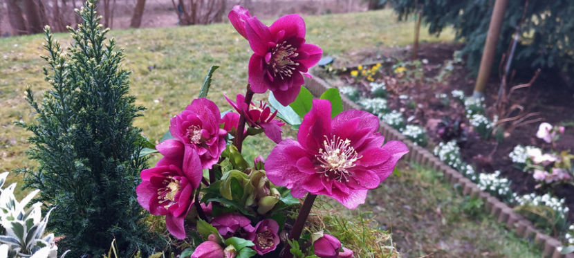  - Helleborus - Spanz