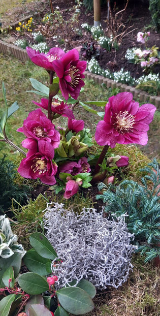  - Helleborus - Spanz