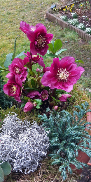  - Helleborus - Spanz