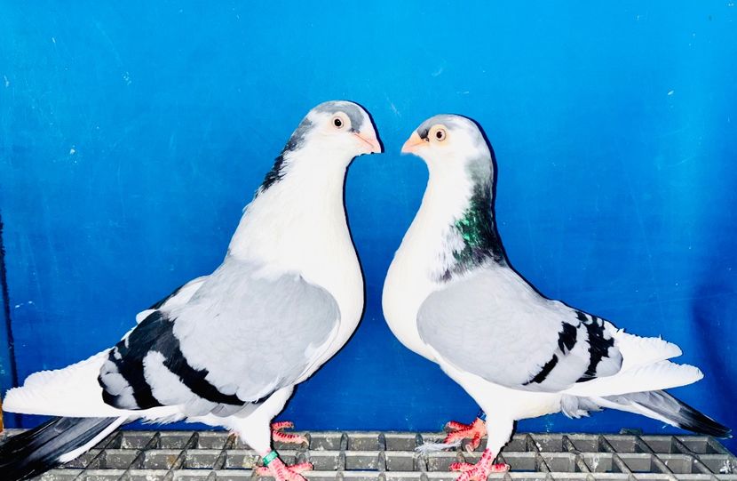 Perechea - B - Perechi 2025