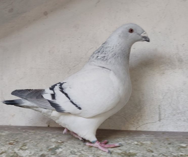 PL23-AA111 ARCHIWUM - a- SAMICZKI -Females